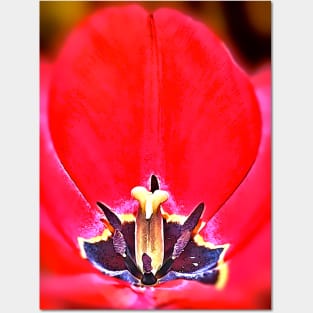 Tulip Posters and Art